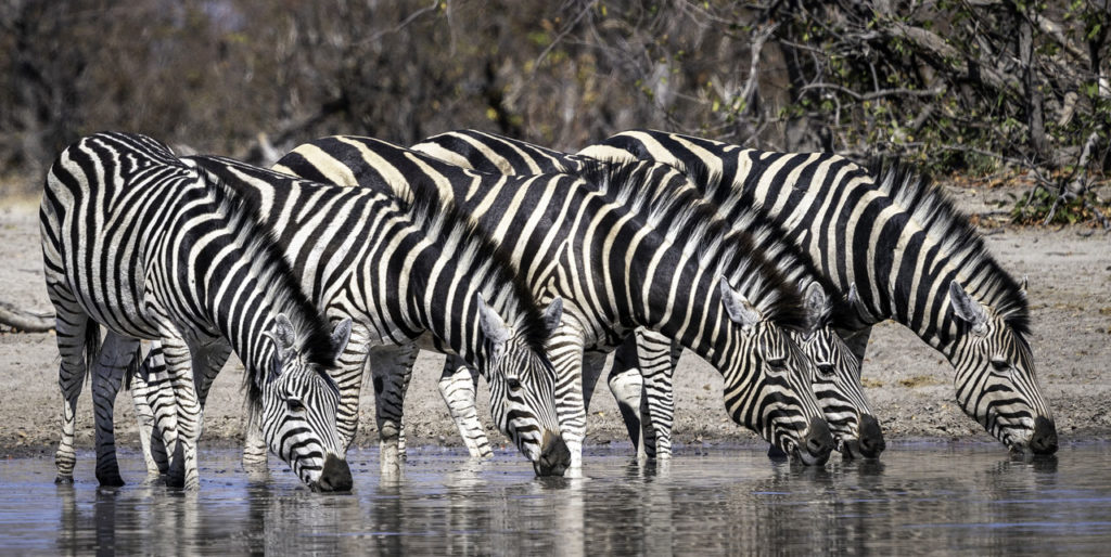 Découvrir le parc national de Makgadikgadi