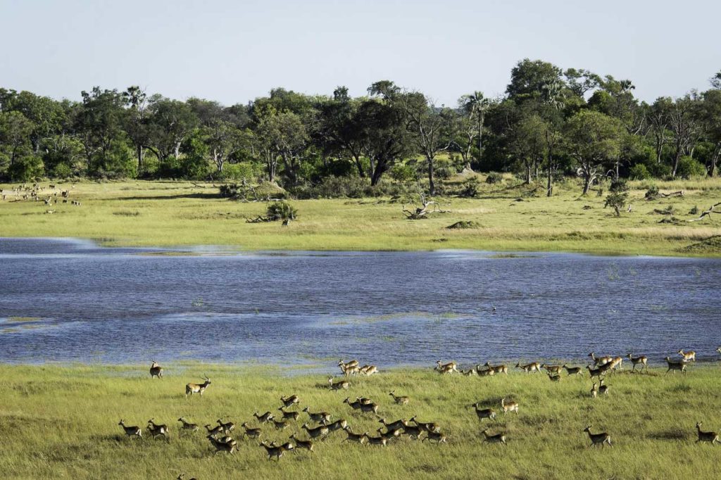 Découvrir le delta de l'Okavango