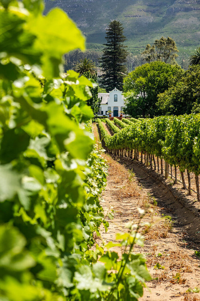 Voyagez dans nos vignobles