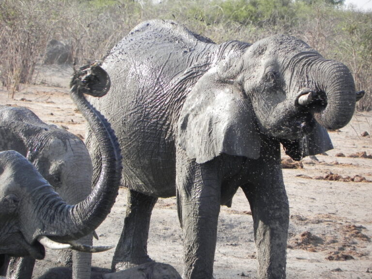 éléphants prenant un bain de boue