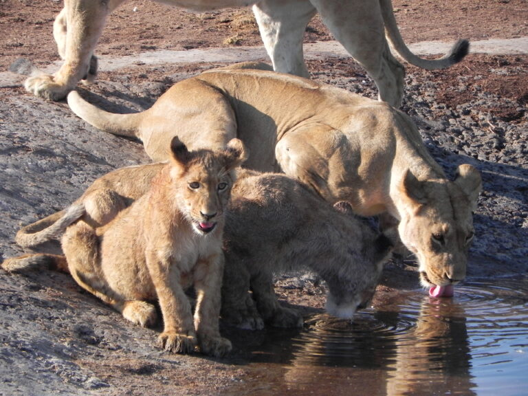 1 lionne buvant de l'eau avec ses 2 lionceaux