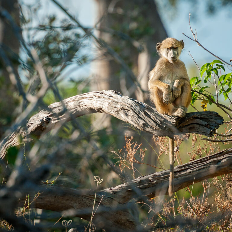 un singe au sommet d'un arbre