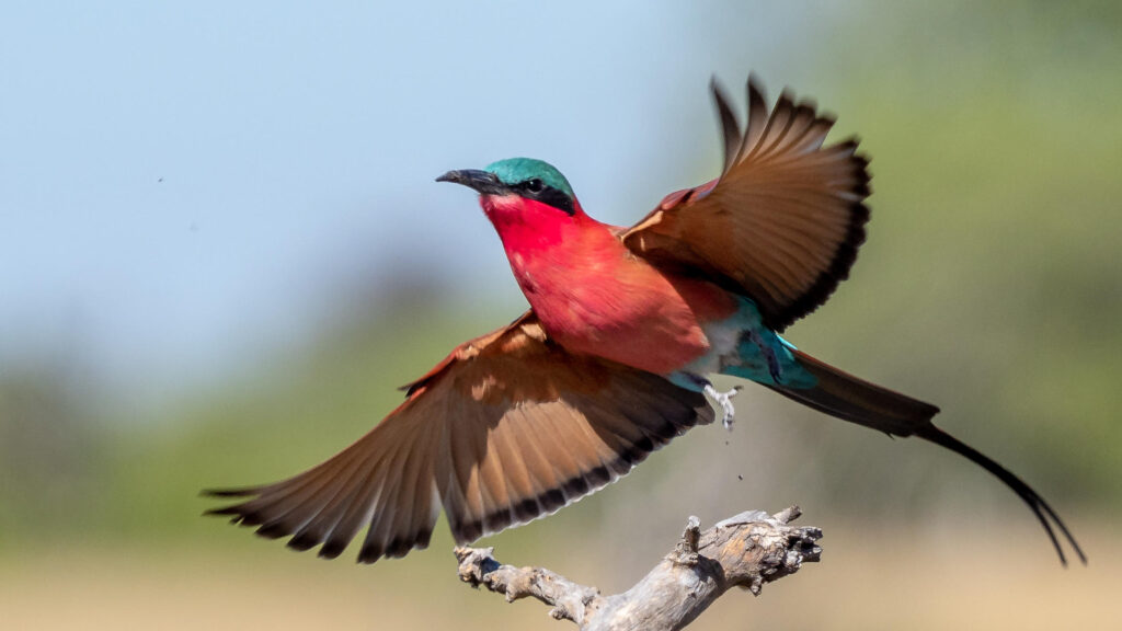 un oiseau coloré aux ailes déployées