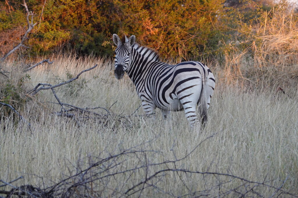 Zebre