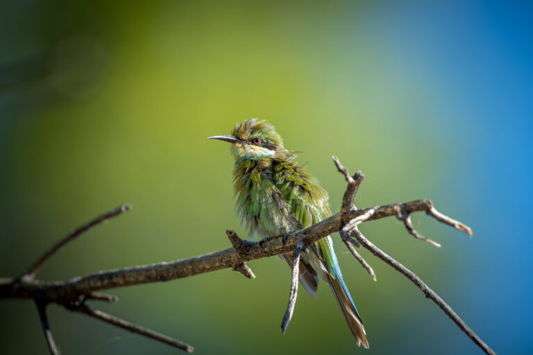 un oiseaux vert