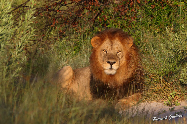 un male lion