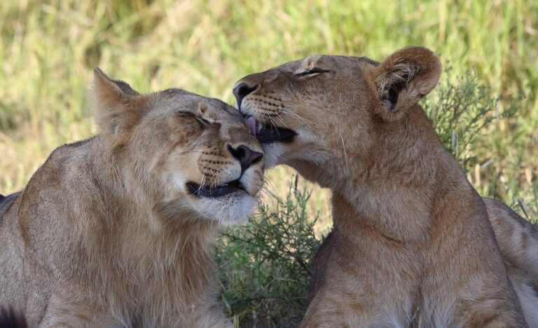 les lionnes