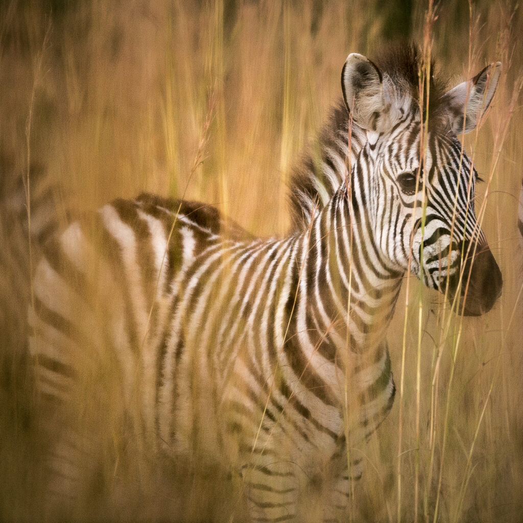 jeune zebre