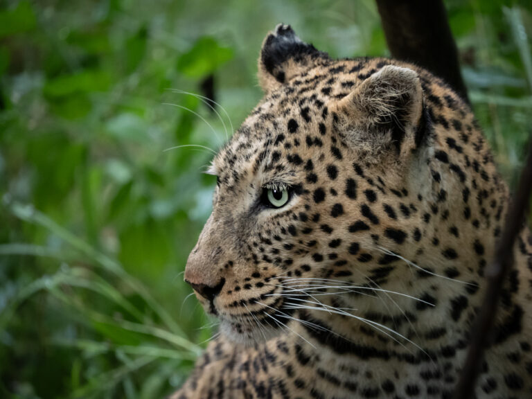 Leopard