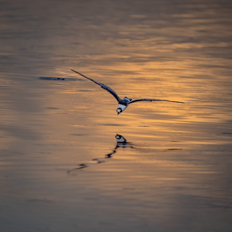 Oiseau