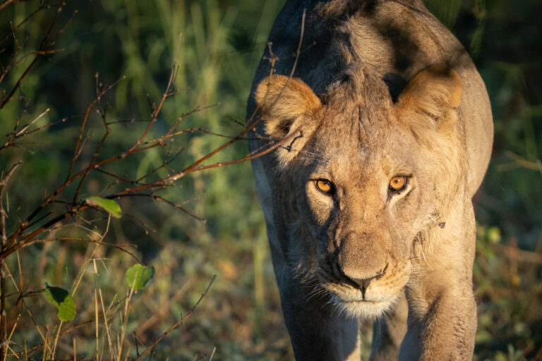 Lionne qui fixe regard