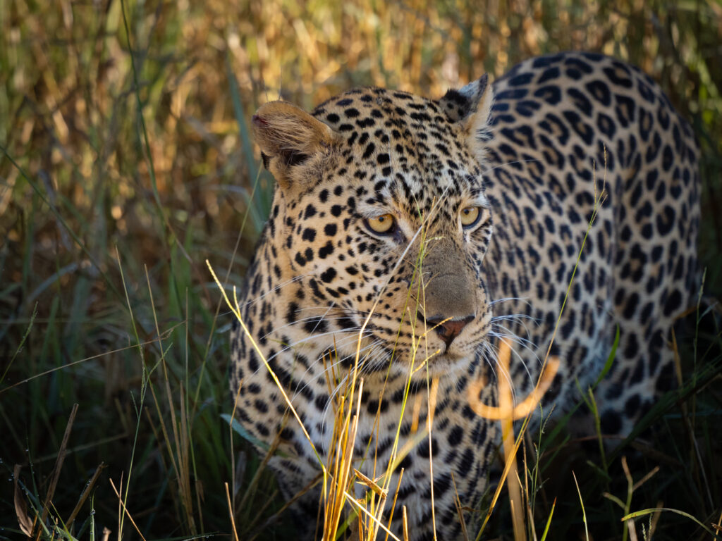 leopard
