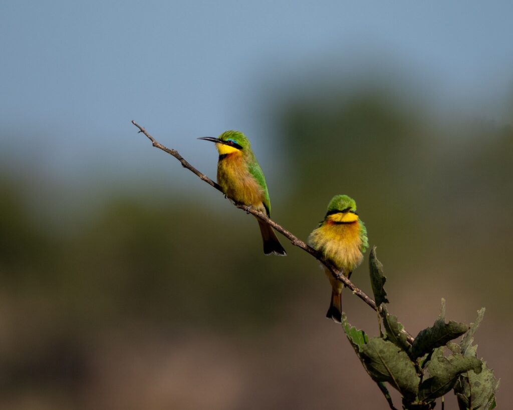 des oiseaux verts