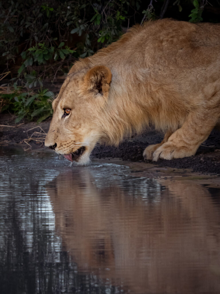 lionne qui boit de l'eau