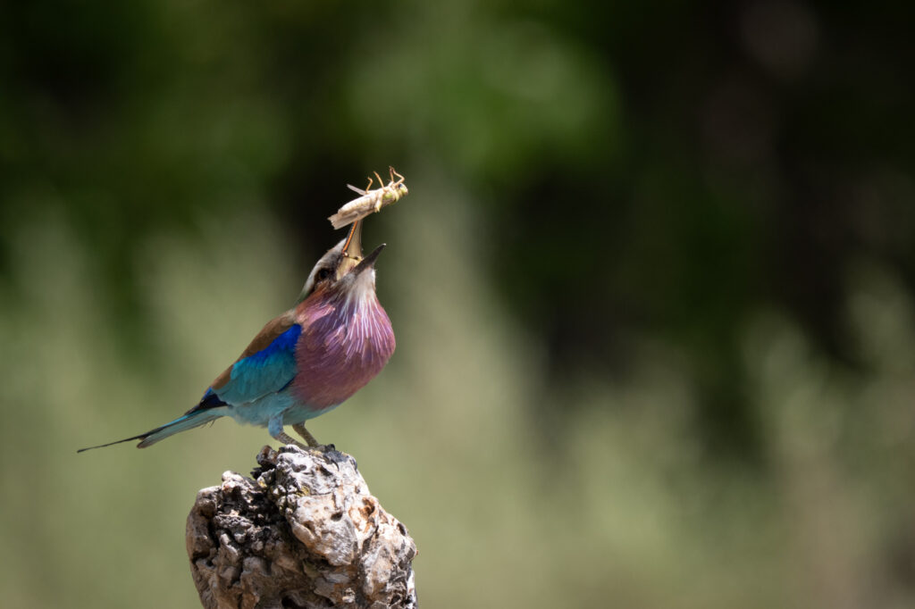 oiseau (rollier a long brings) qui mange un insect